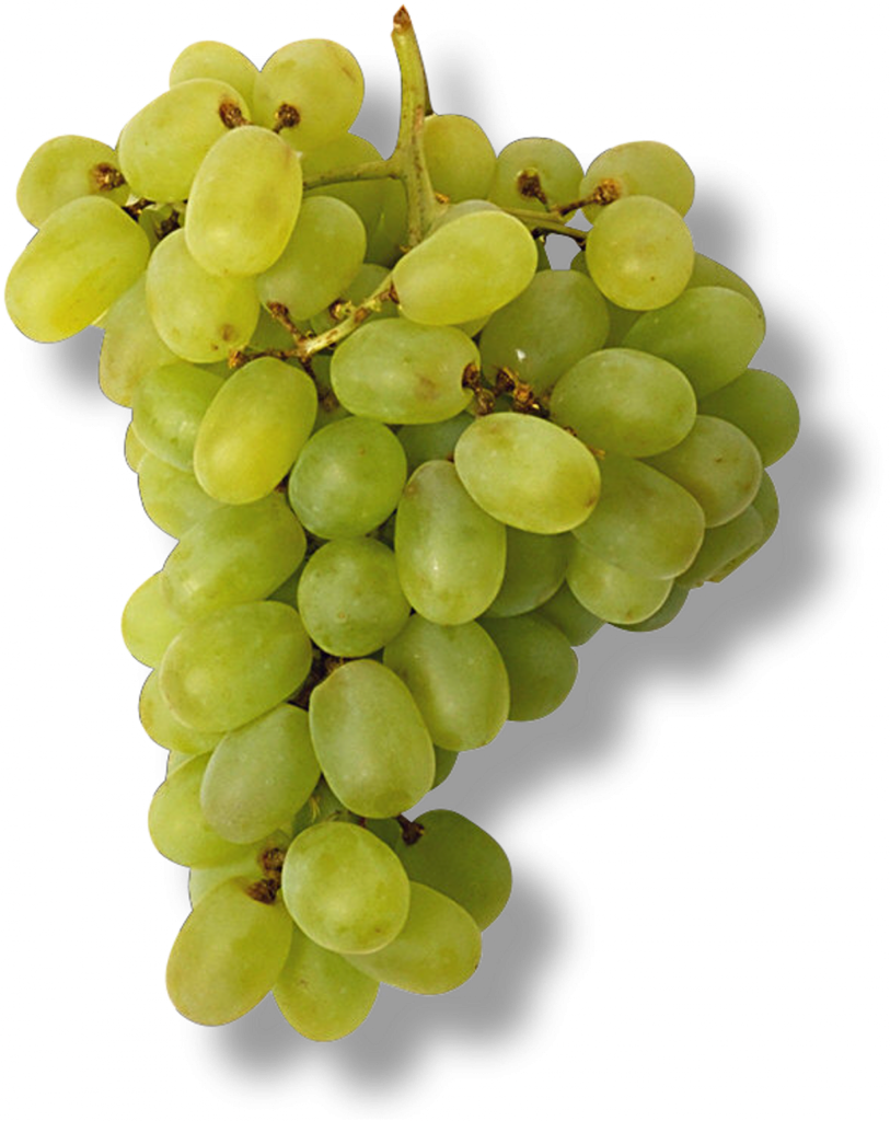 Elle vend son bébé pour 4 euros et une grappe de raisins