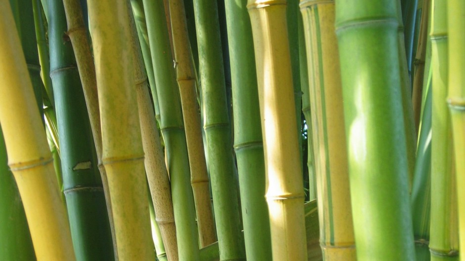 Le saviezvous 26 le bambou estil plus résistant que le béton