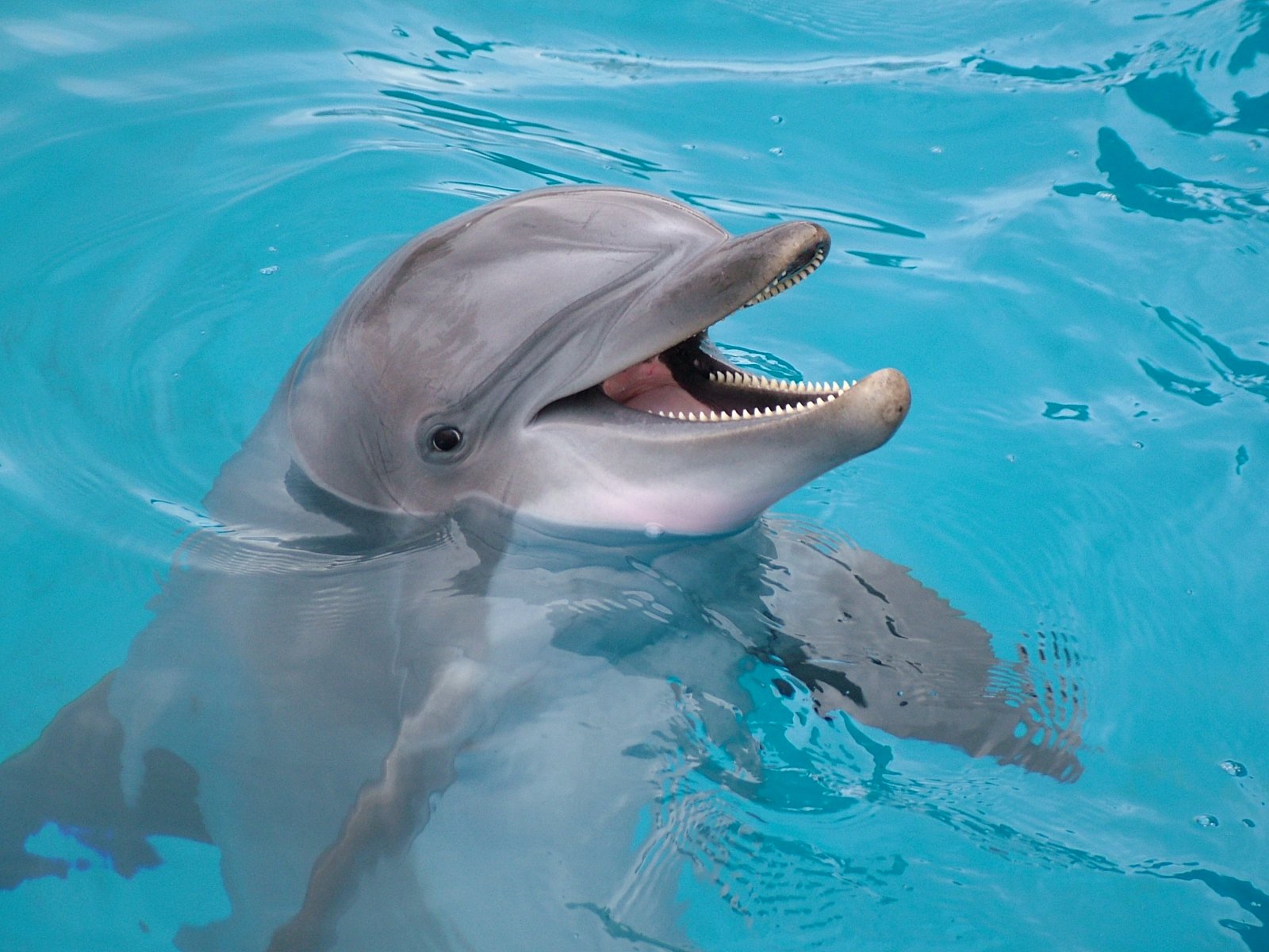 le saviez vous 53 les dauphins ont ils leur propre langage