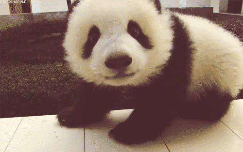 Image De Panda Roux Qui Mange Cute Animals Animals Red Panda - Aria Art