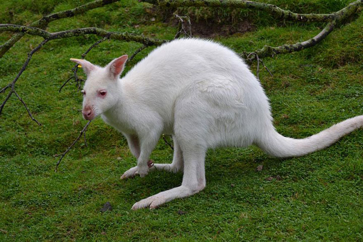 decouvrez-des-animaux-albinos7