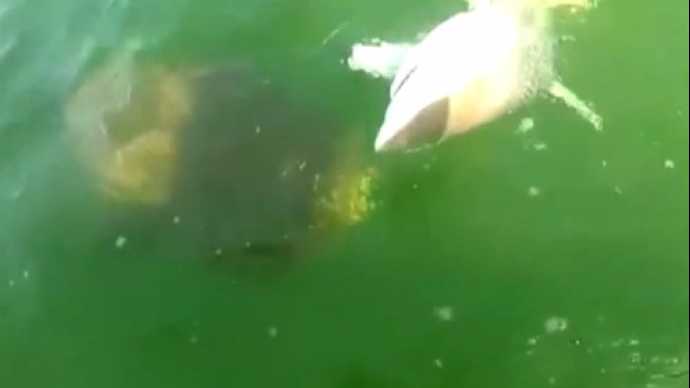 Un Mérou Géant Avale Un Requin De 4 M'