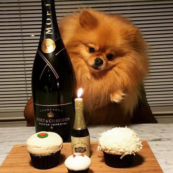 Les chiens les plus riches du monde