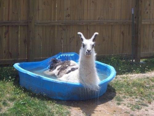 Résultat de recherche d'images pour "lama dans l'eau"