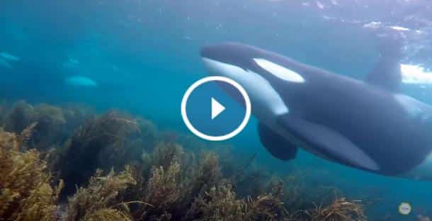 Ces deux plongeurs se retrouvent nez à nez
avec une famille d'orques en Nouvelle-Zélande