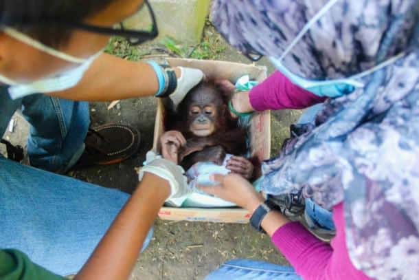 Orphelin, un bébé orang-outan se serait
laissé mourir sans la volonté de ses sauveteurs