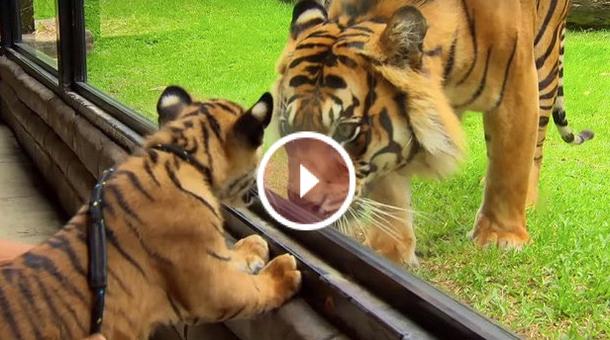 Des bébés tigres s'apprêtent à
rencontrer un tigre adulte pour la première fois !