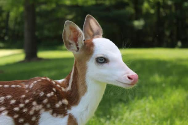 Ce magnifique et rarissime faon au visage blanc
a &eacute;t&eacute; abandonn&eacute; par sa m&egrave;re et recueilli par des fermiers