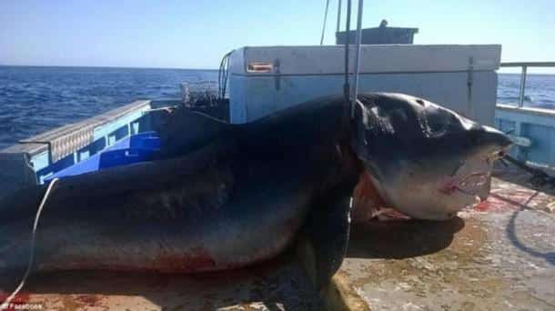 Les clichés de la capture de cet
énorme requin-tigre en Australie font le tour du monde