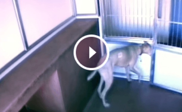 La vidéo de surveillance d’un refuge
dévoile le chien le plus intelligent du centre !