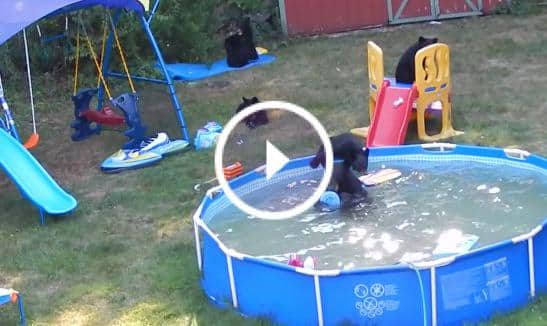 Quand une famille d'ours squatte une piscine !