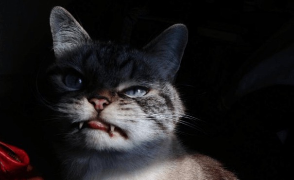 D&eacute;couvrez Loki, le premier chat-vampire !