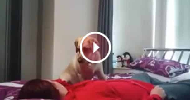 Ce chien a une r&eacute;action incroyable face &agrave; sa
ma&icirc;tresse &eacute;pileptique !