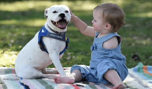 Un merveilleuse complicité unit cette petite fille
handicapée et son chien à 3 pattes...