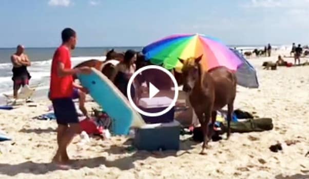 Des chevaux sauvages s'invitent à prendre le
goûter sur une plage