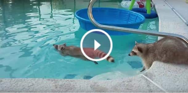 Quand deux ratons laveurs se mettent "bien bien
bien" dans une piscine !