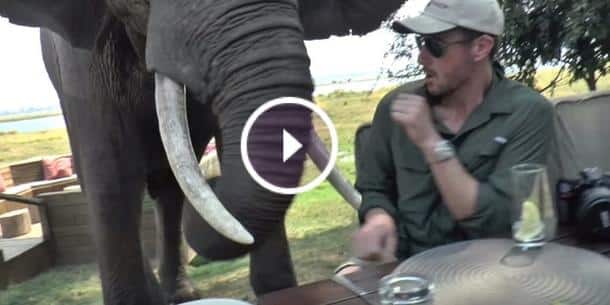Un éléphant attaque des touristes en plein
brunch