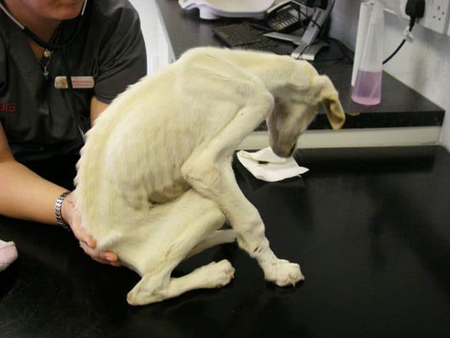 Comment S'appelle Le Chien De Marie Pix