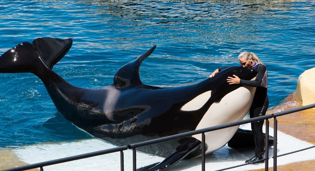 Au Canada, la loi "Sauvez Willy" va changer le quotidien des cétacés en