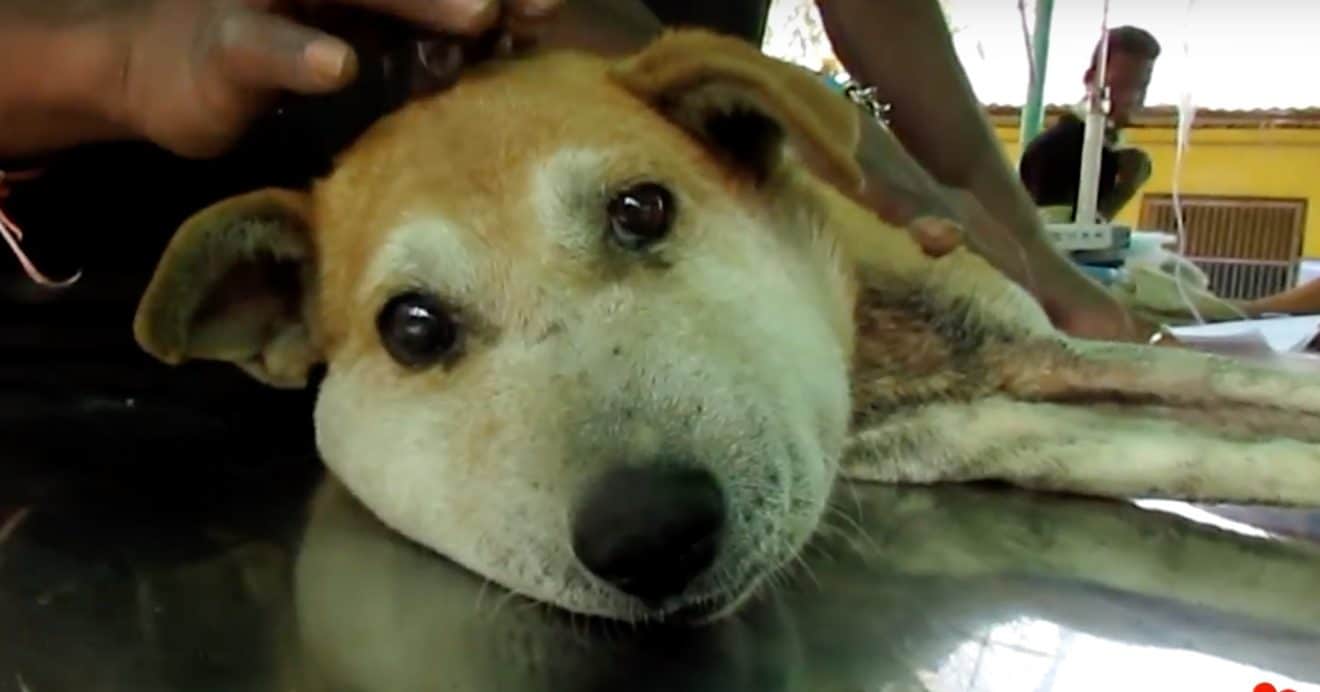 La tête de cette chienne a triplé de volume quand le véto découvre pourquoi, il a la nausée