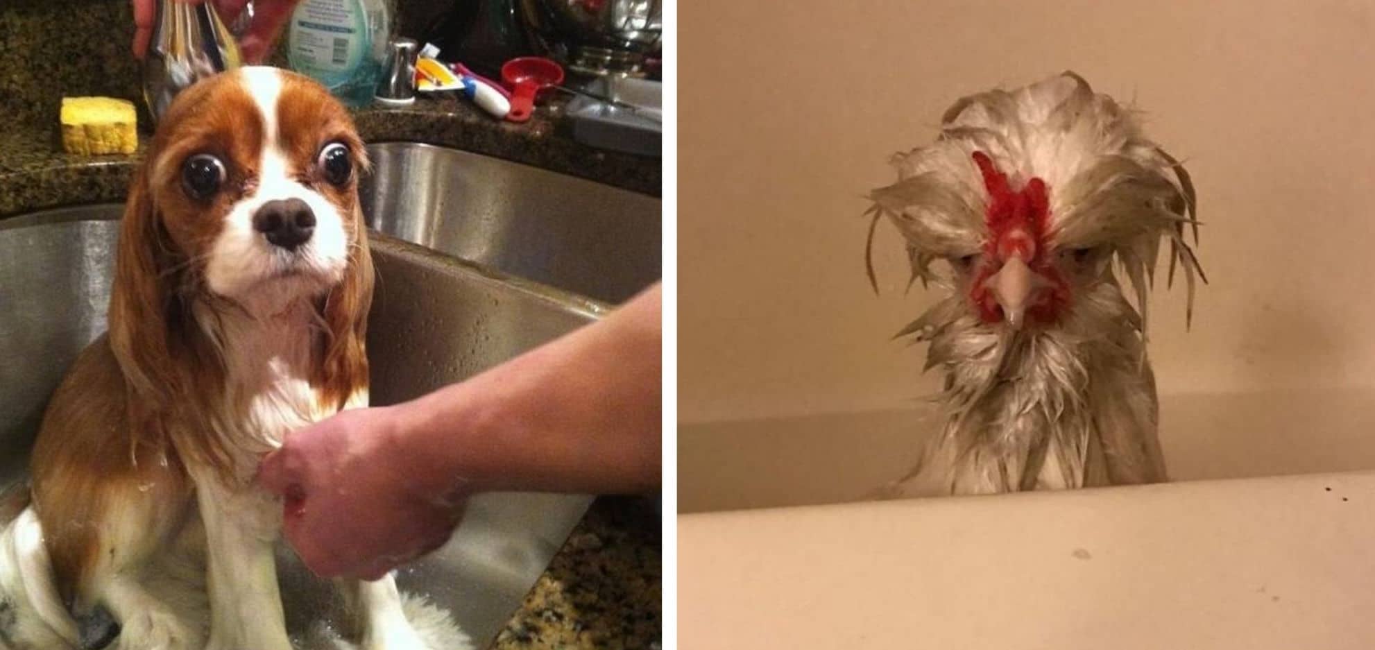 Ces 20 animaux adorent prendre leur douche, et le bonheur se lit sur leurs visages