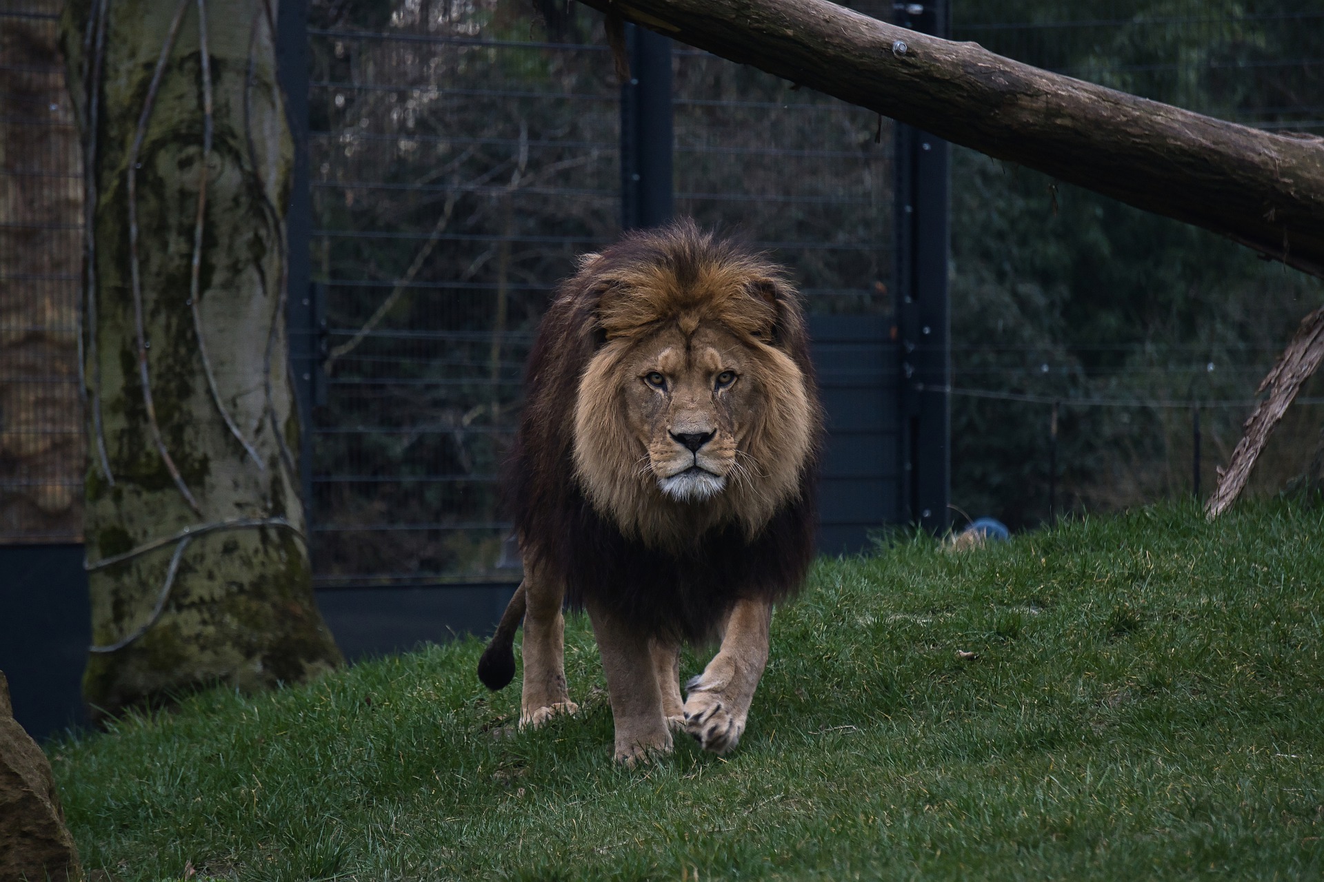 Ce chien ressemble à un lion et sème la panique ! (Vidéo)