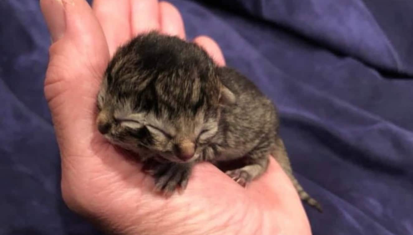 Ce chaton né avec deux visages bouleverse sur la toile