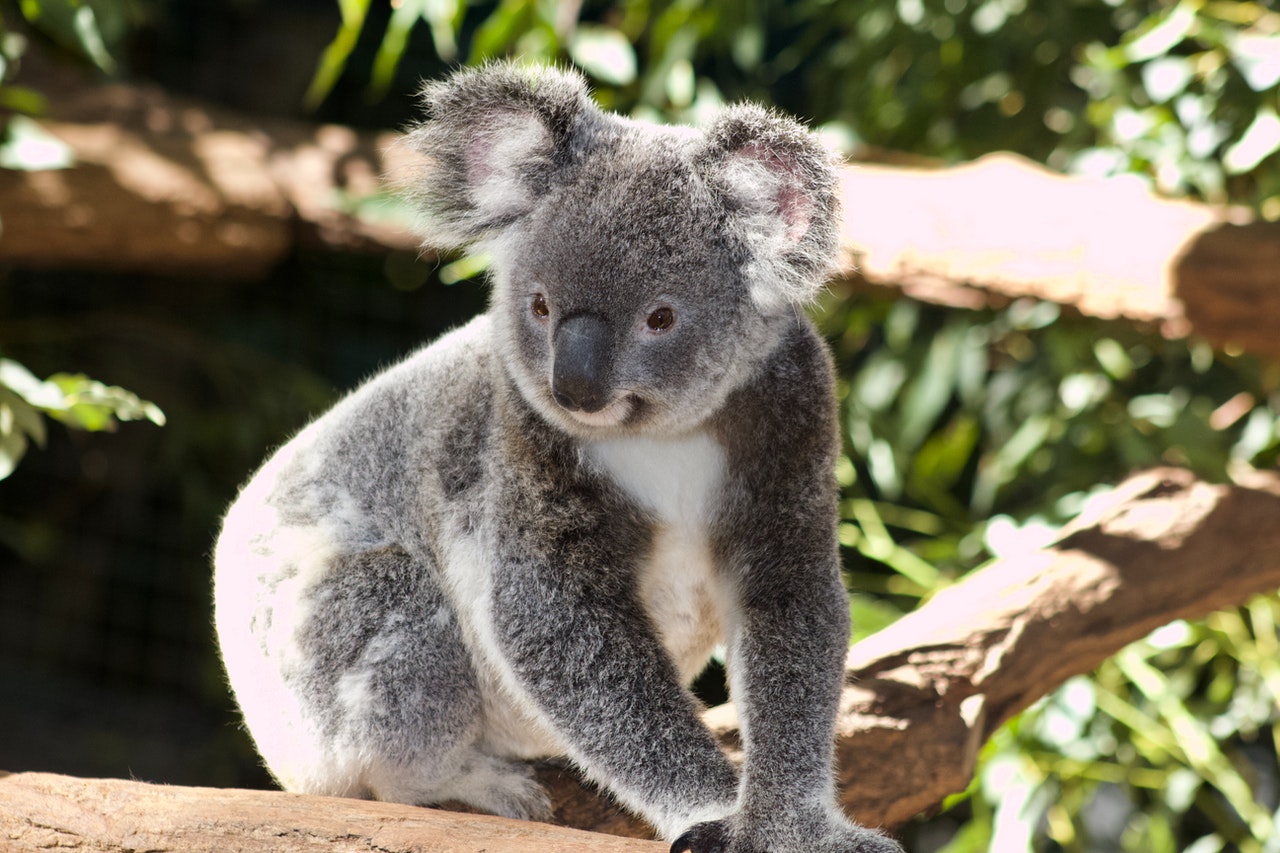 Wikipédia En Français Du Koala Le 11 Février 2016