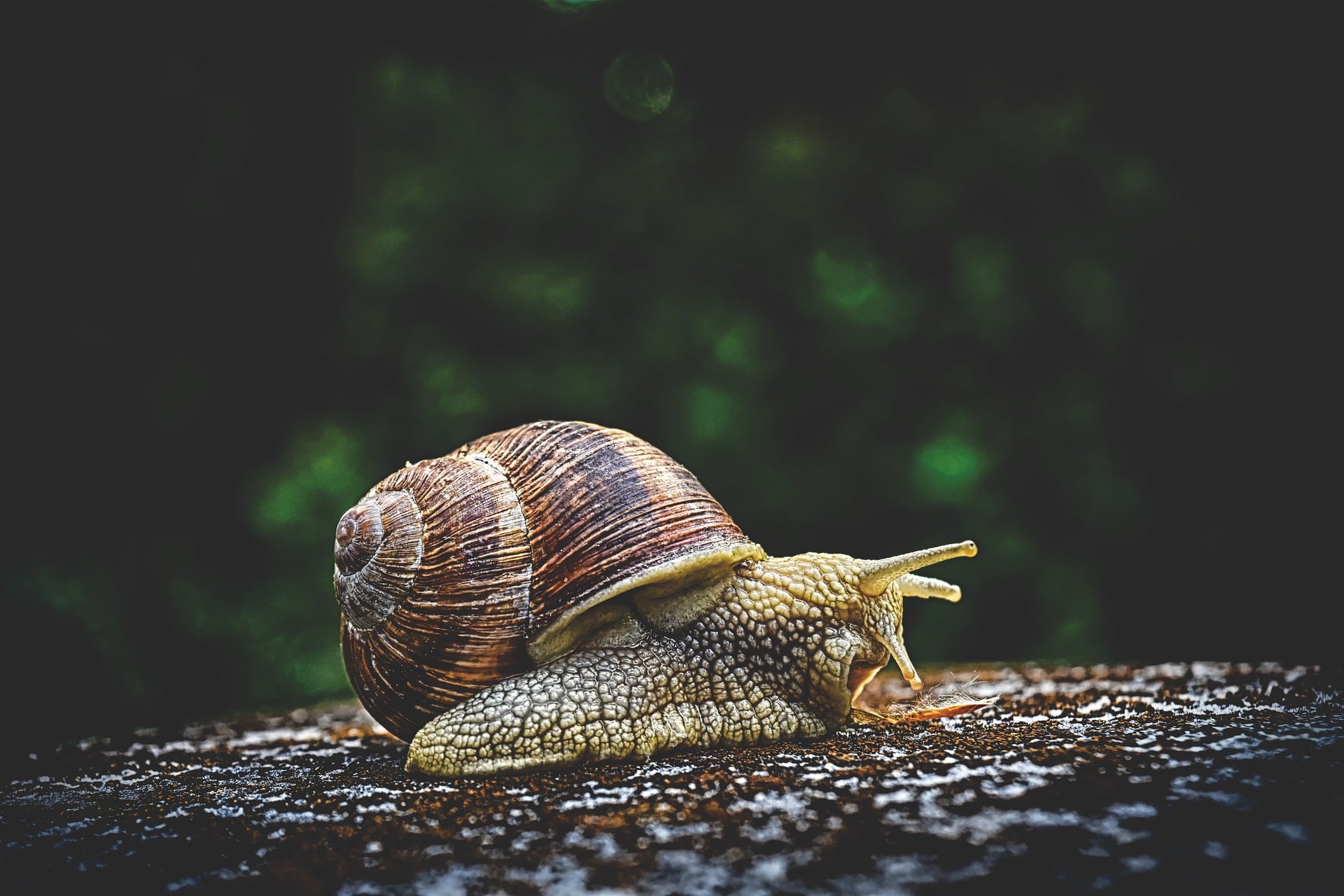 Combien D'escargot Pour 1 Litre De Bave