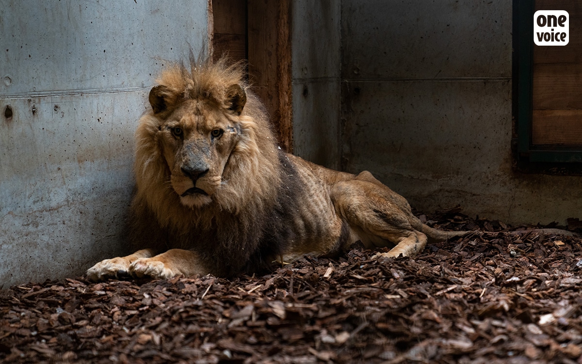 Wikipédia En Français Du Lion Le 30 Janvier 2014
