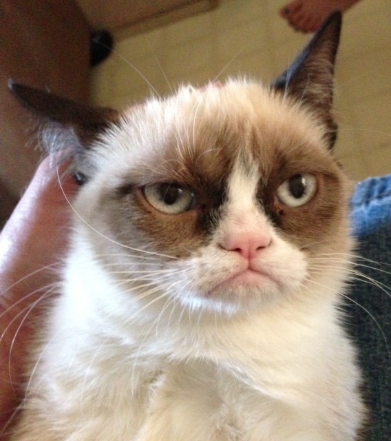 tard-the-grumpy-cat-01