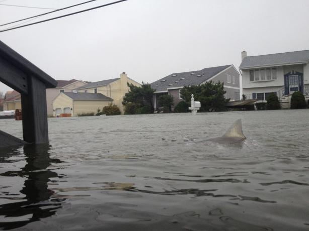 des-requins-se-baladent-ils-vraiment-dans
