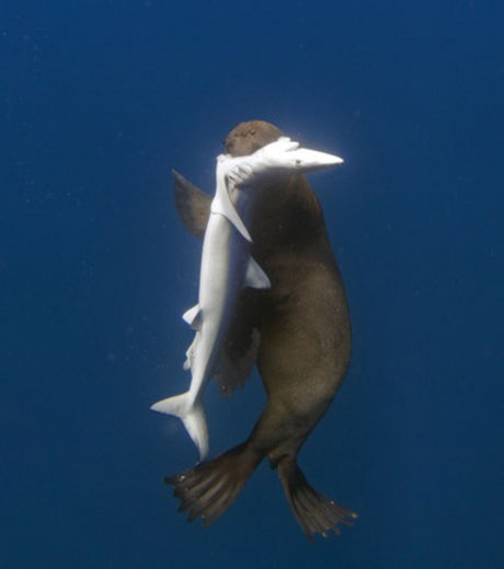 aussi-etonnant-que-cela-paraisse-ce-phoque-a-reussi-a-attraper-un-requin-pour-se-nourrir_115374_w460