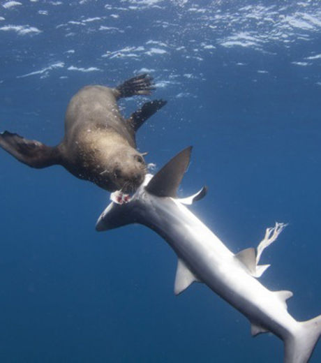 ce-phoque-n-a-fait-qu-une-bouchee-de-ce-requin-bleu_115373_w460