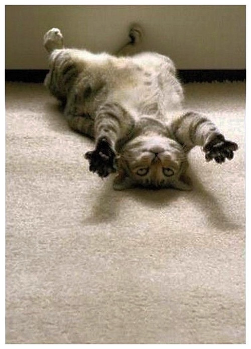 enhanced-buzz-12124-1360191347-4