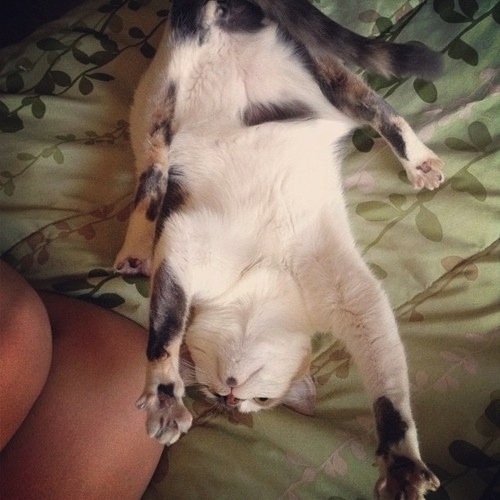 enhanced-buzz-12124-1360191448-7