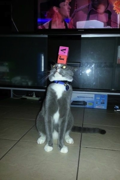 enhanced-buzz-12467-1360191294-6