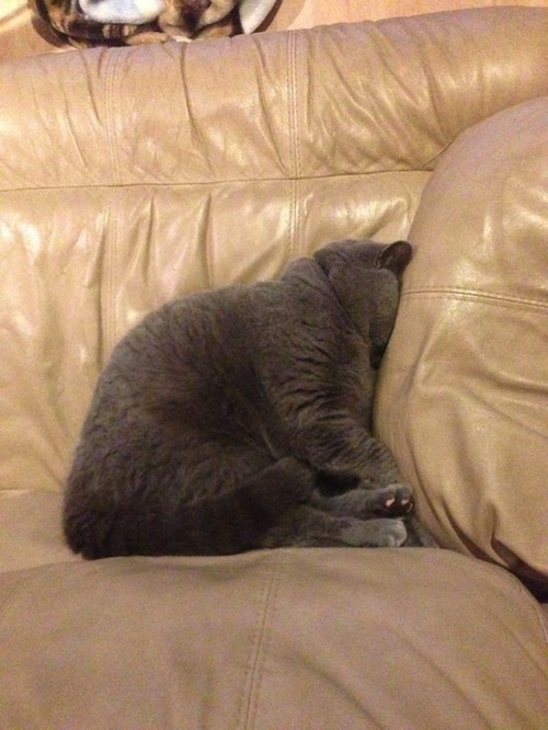 enhanced-buzz-13006-1360191375-7