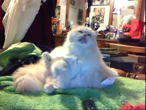 enhanced-buzz-13378-1360191461-7