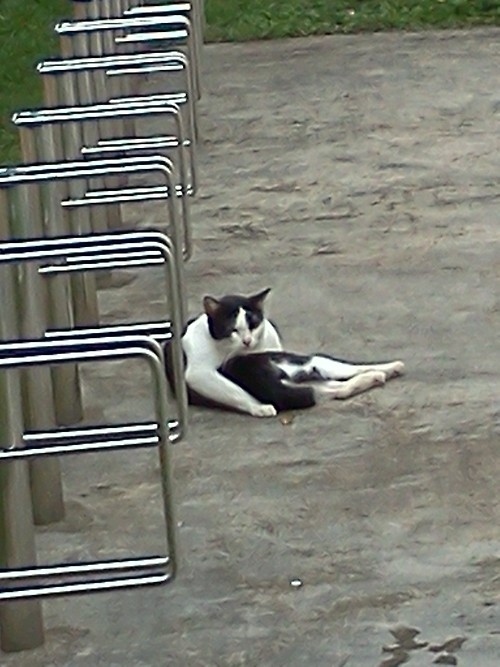 enhanced-buzz-15280-1360189346-7