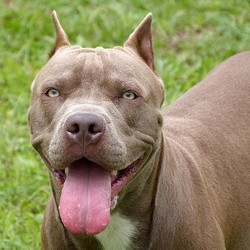 pitbull