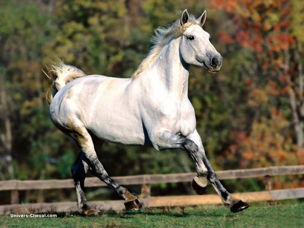 real_9141-cheval-blanc