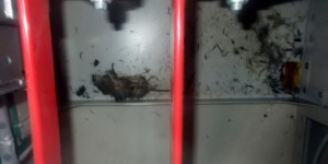 1851352_3_4e06_tepco-a-diffuse-des-photos-montrant-un-rat-qui_59ed931690063487e004f28ff46b334a