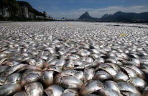 article_poissons
