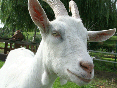 chevre