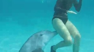 dauphin-pervers_36rcr_1kq89v