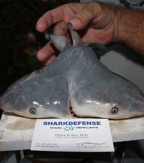 le-requin-bouledogue-siamois-se-divise-en-deux-et-forme-deux-tetes_120880_w460