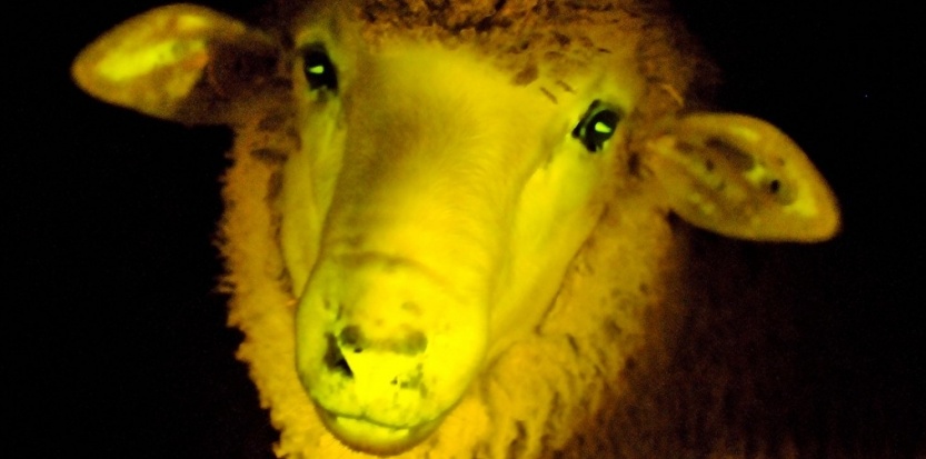 5704983-uruguay-des-moutons-transgeniques-phosphorescents