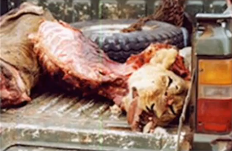 Abuse-Lion-Carcass-Truckbed-2012-08-28-at-8.42.39-AM