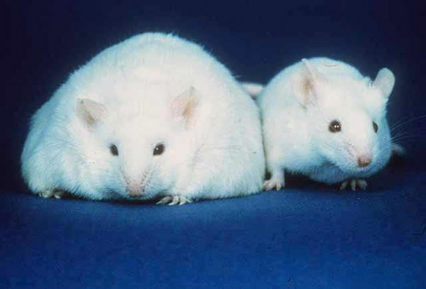 RTEmagicP_souris-obese_DR_txdam15126_998923
